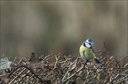 Mésange bleue