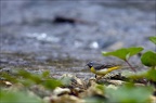 Bergeronnette des ruisseaux(Motacilla cinerea)