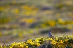 Pipit farlouse