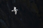 Fulmar boréal