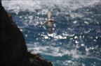 Fulmar boréal