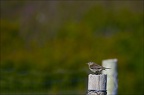 Pipit maritime