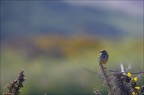 Pipit