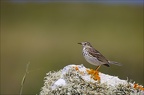 Pipit farlouse