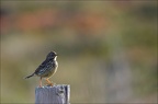 Pipit farlouse