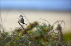 Fauvette grisette
