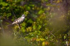 Fauvette grisette