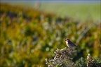 Linotte mélodieuse ♀