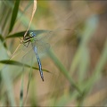 Anax imperator