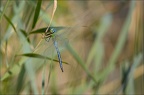 Anax imperator