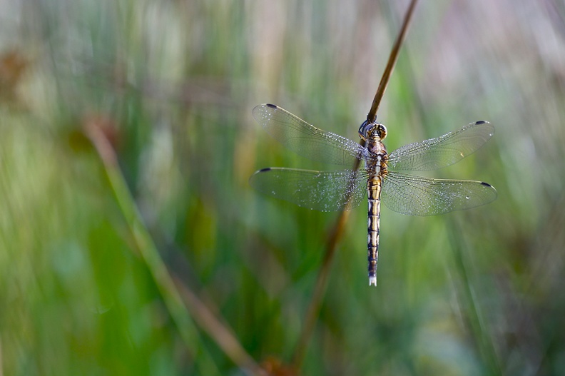  Orthetrum à stylet blanc