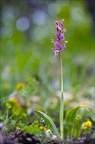 Orchis de Spitzel (Orchis spitzelii)