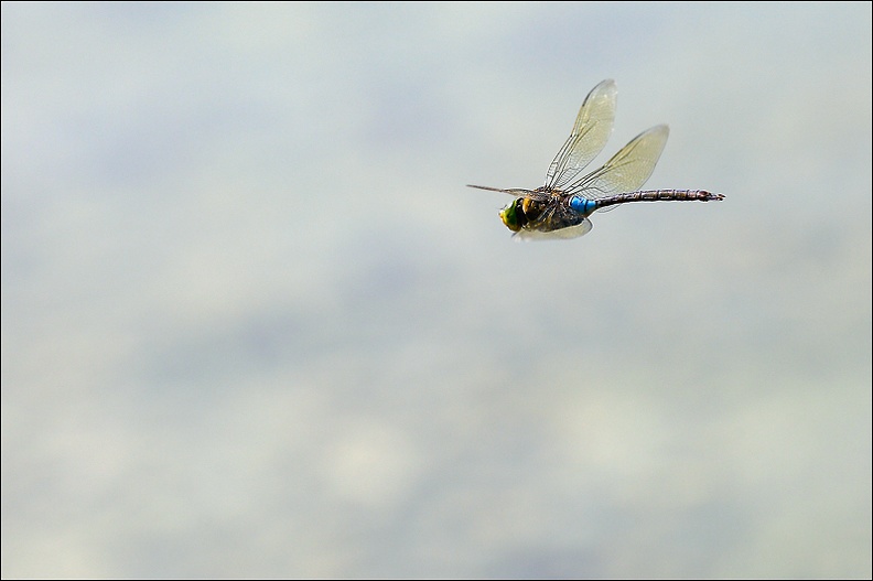 Anax parthenope