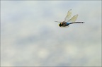 Anax parthenope