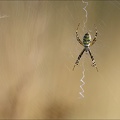 Argiope frelon