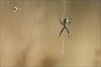 Argiope frelon