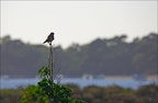 Le guet (3878 visits) Le guet