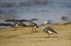 gratt-gratt (3831 visits) gratt-gratt