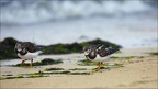 tournepierres à collier (3776 visits) tournepierres à collier