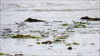 Bécasseaux sanderling (3754 visits) Bécasseaux sanderling
