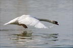 Cygne tuberculé en action