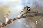  mésange charbonnière