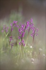  Anacamptis champagneuxii