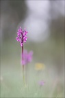 Anacamptis champagneuxii