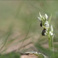 Ophrys filippi 
