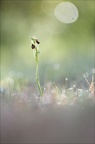 Ophrys sphegodes