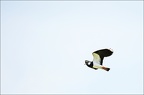  LUN6155