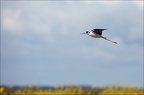  LUN6254