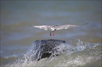  LUN6623