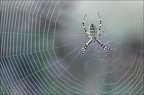 Argiope frelon