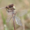 Anax parthenope émergente