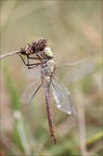 Anax parthenope émergente