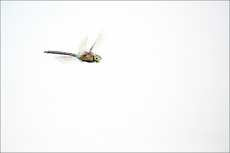 Anax parthenope ♀