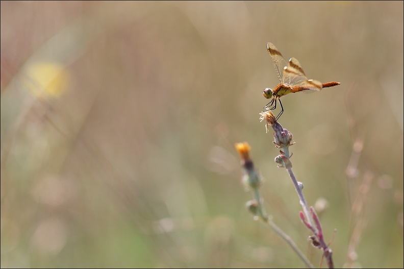 Sympetrum du Piémont 