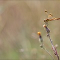 Sympetrum du Piémont 