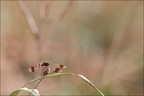 Sympetrum du Piémont ♂