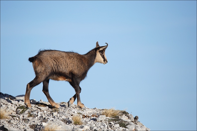 Chamois