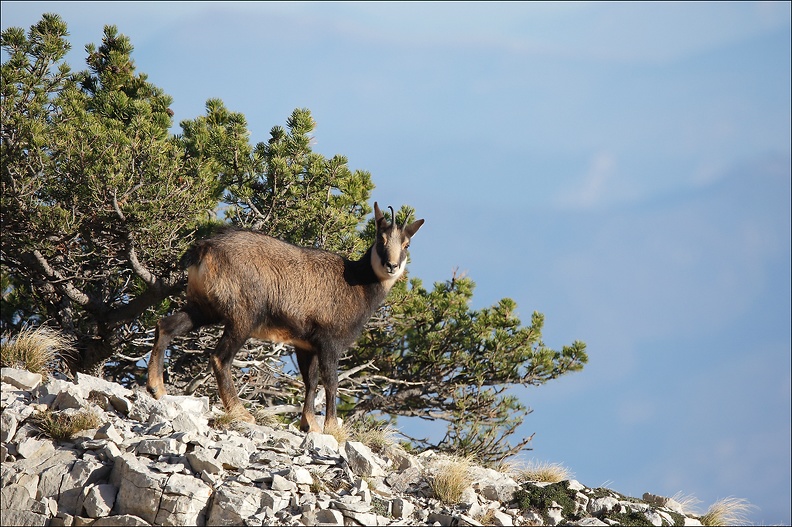 Mont Ventoux (Chamois)