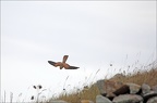 Faucon crécerelle