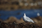 Mouette rieuse