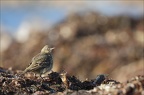 Pipit maritime