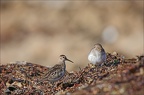 Bécasseau variable