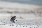 LUN1198-w