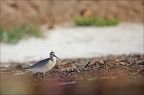  LUN1215-w