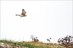  LUN9679-w