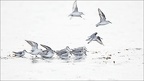 LUN9773-w
